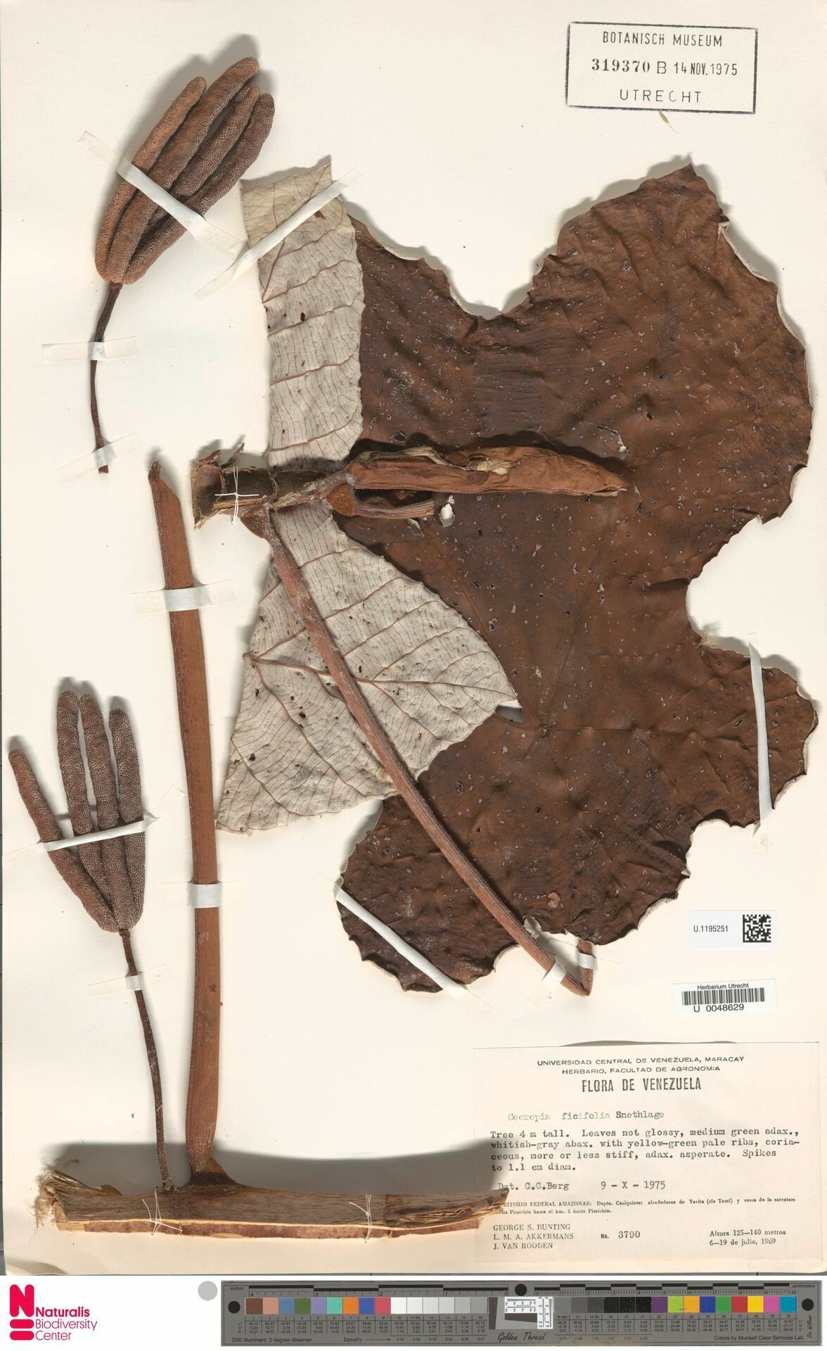 Cecropia ficifolia fruit