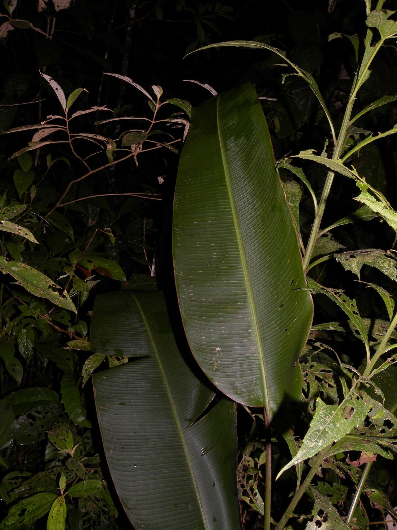 Heliconia secunda habit
