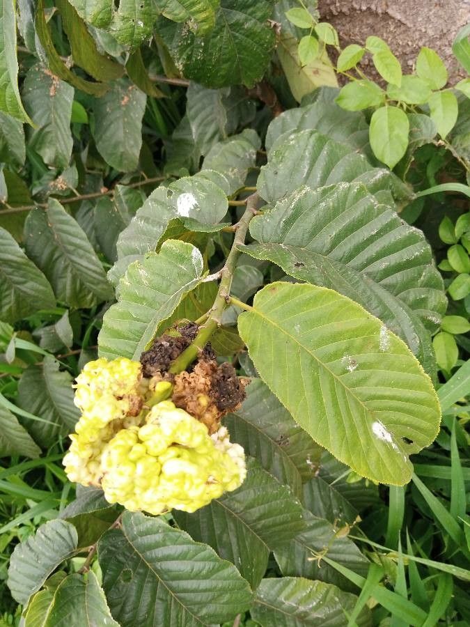 Milicia excelsa flower