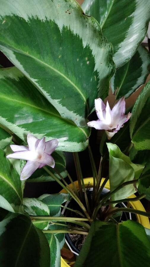 Goeppertia picturata flower