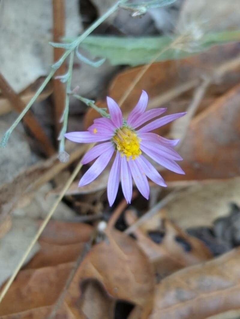Aster laevis — houseplant care guide