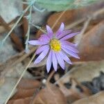 Aster laevis