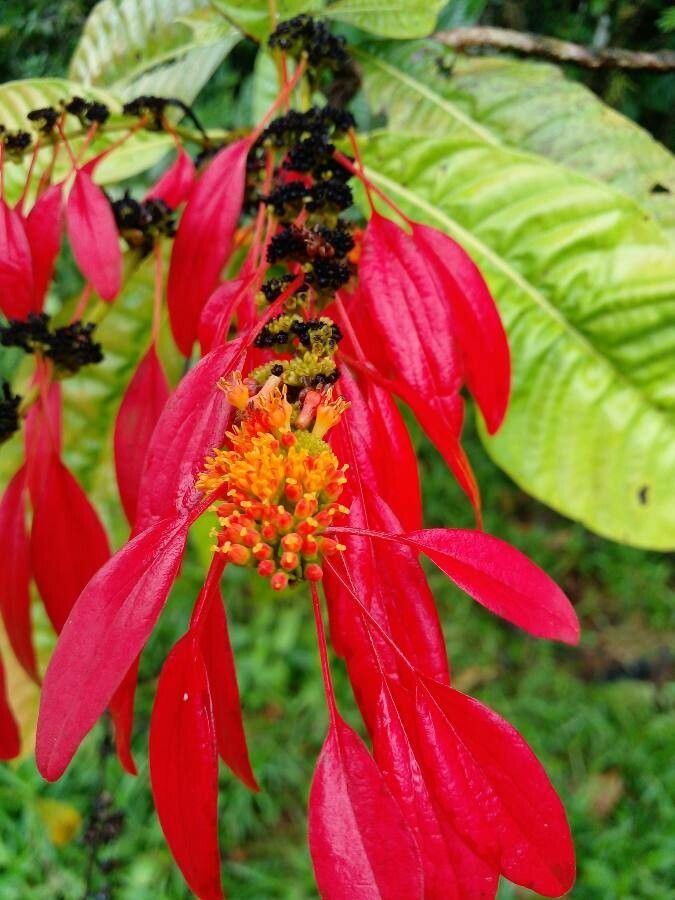 Warszewiczia coccinea leaf