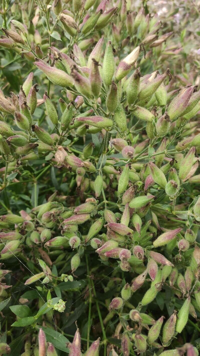 Saponaria ocymoides fruit