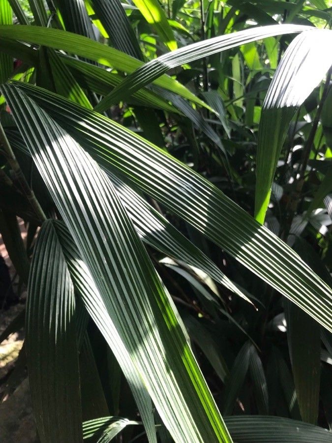 Chamaedorea fragrans — search result for 'Chamaedorea'