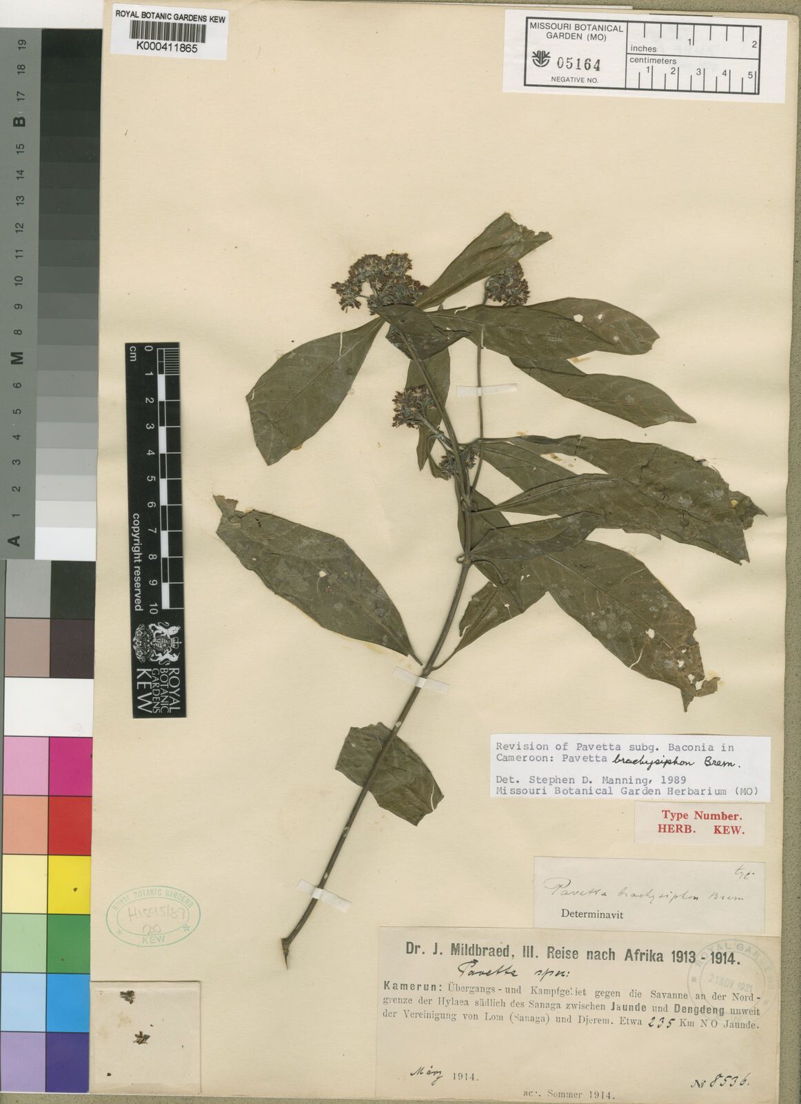 Pavetta brachysiphon — houseplant care guide