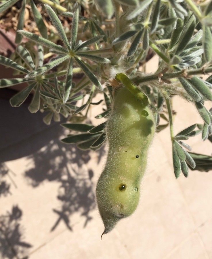 Lupinus pilosus fruit