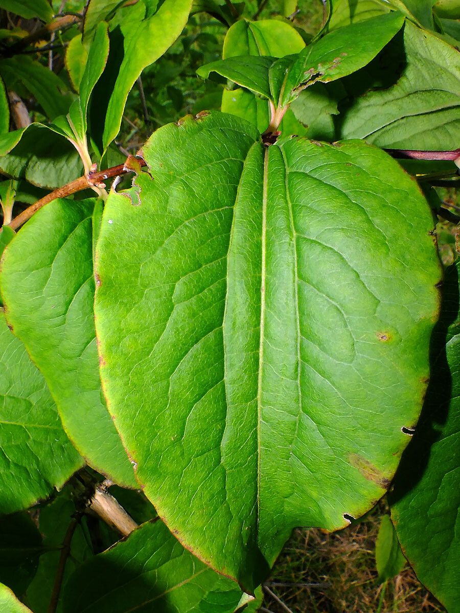 Heptacodium miconioides