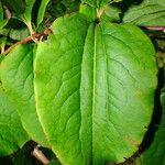 Heptacodium miconioides