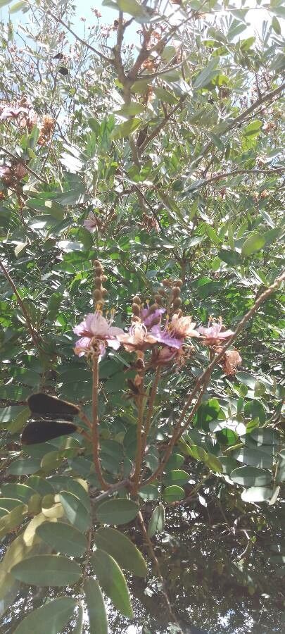 Baikiaea plurijuga flower