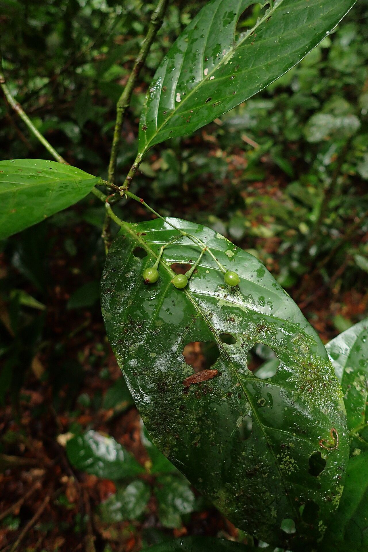 Psychotria alatipes fruit