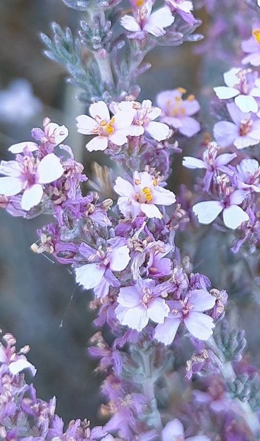 Frankenia thymifolia flower