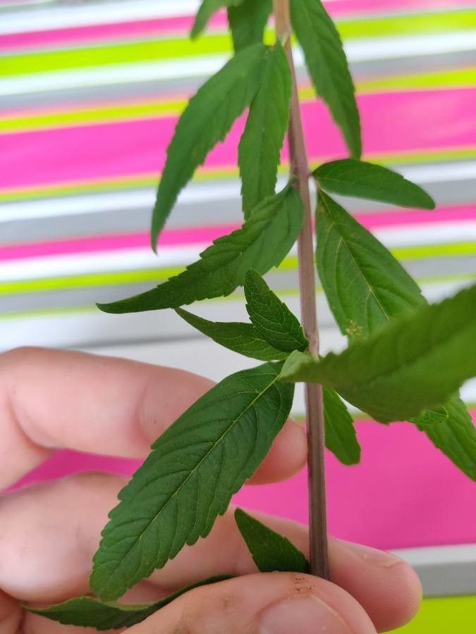 Hyptis verticillata leaf