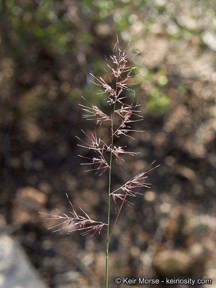 Muhlenbergia pauciflora fruit