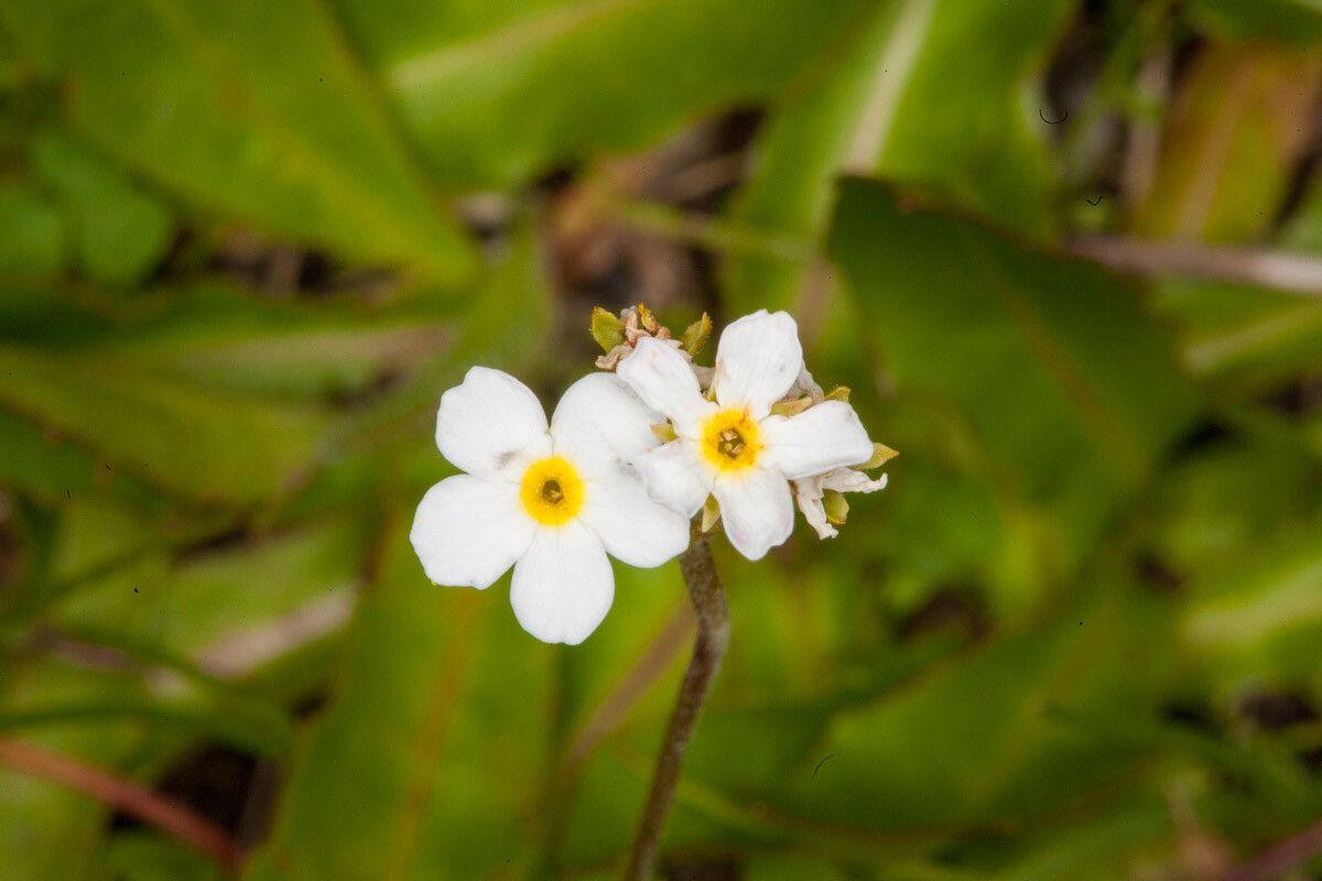 Androsace obtusifolia flower