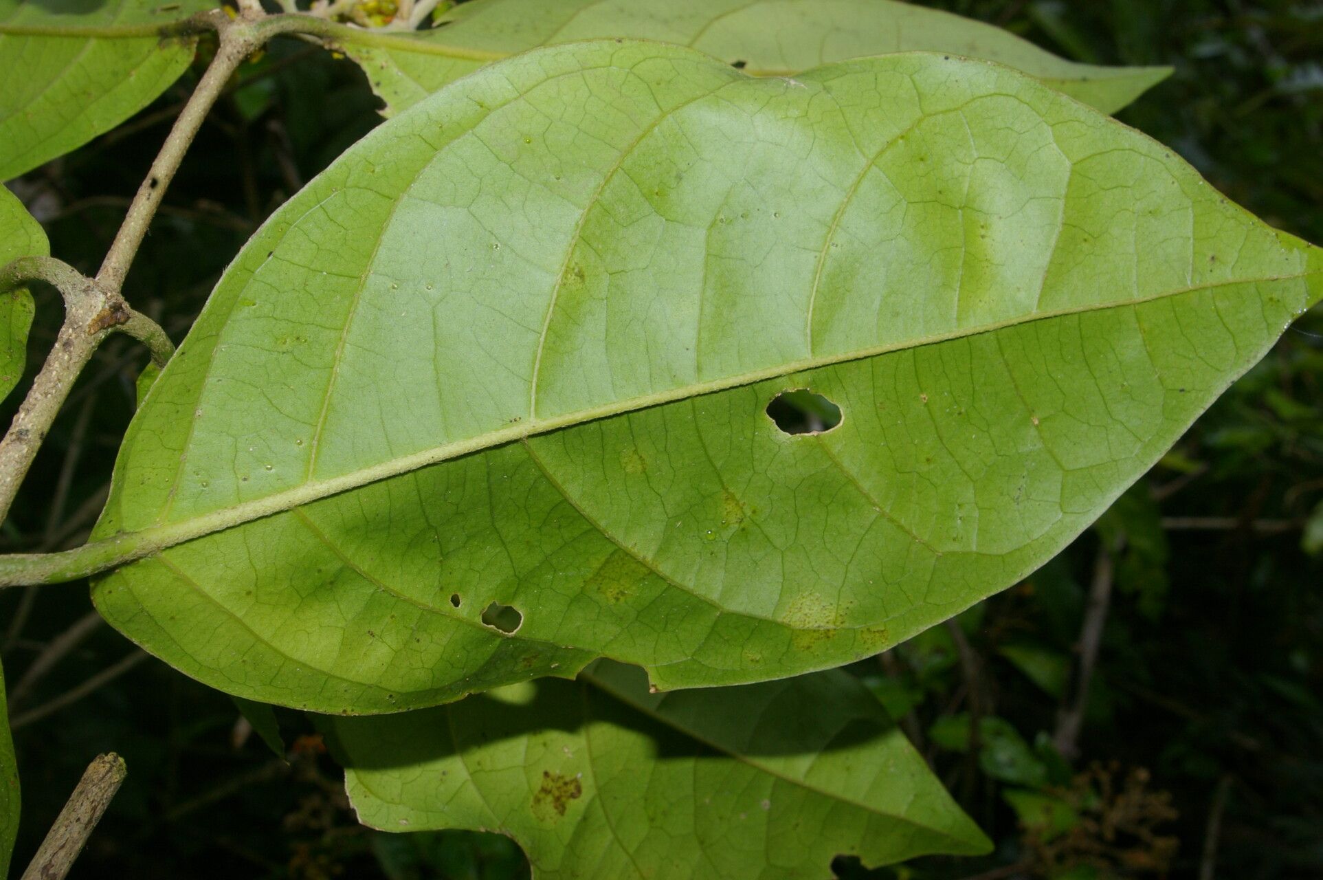 Tetrapterys skutchii leaf