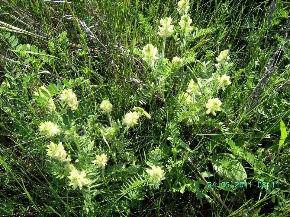 Oxytropis pilosa flower