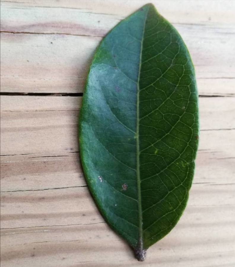 Phyllanthus billardierei leaf