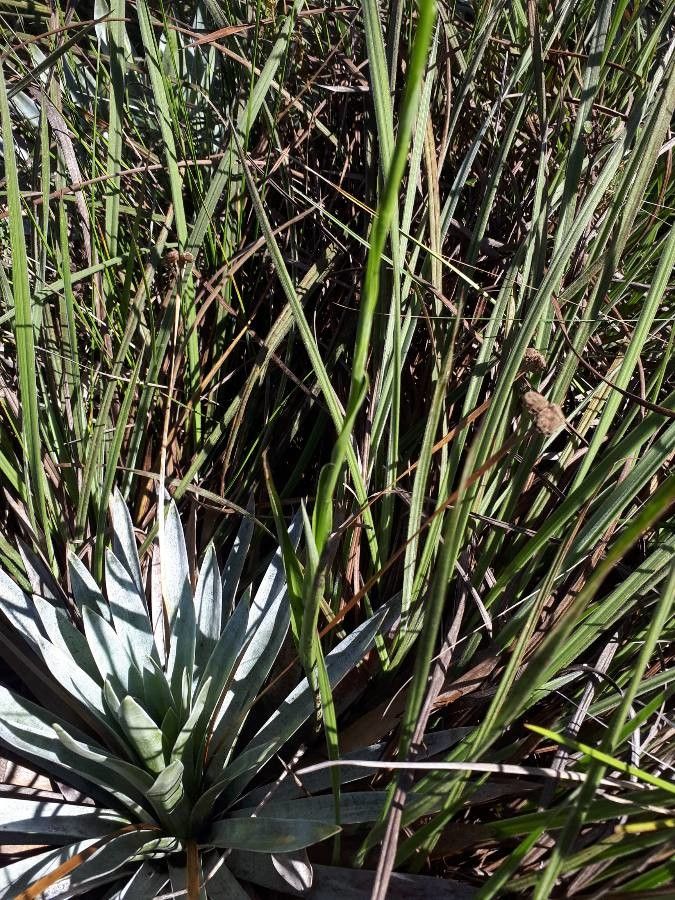 Habenaria secundiflora habit