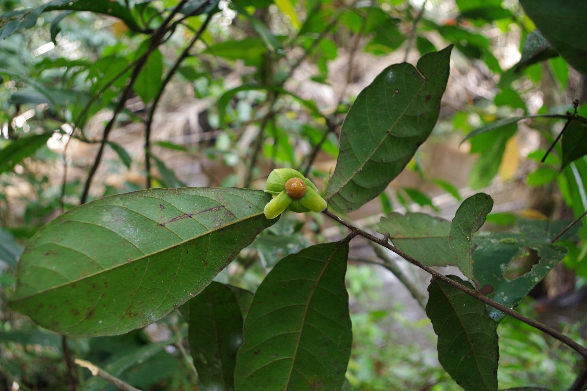 Uvaria angolensis other