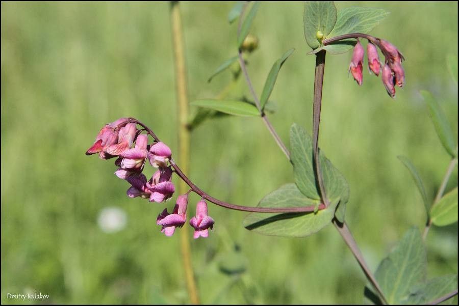 Lathyrus pisiformis — search result for 'Lathyrus'