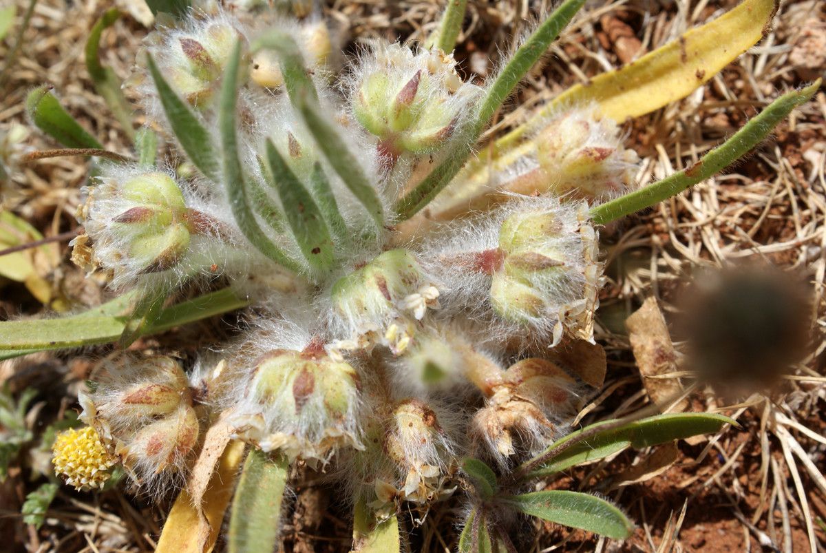 Plantago cretica habit