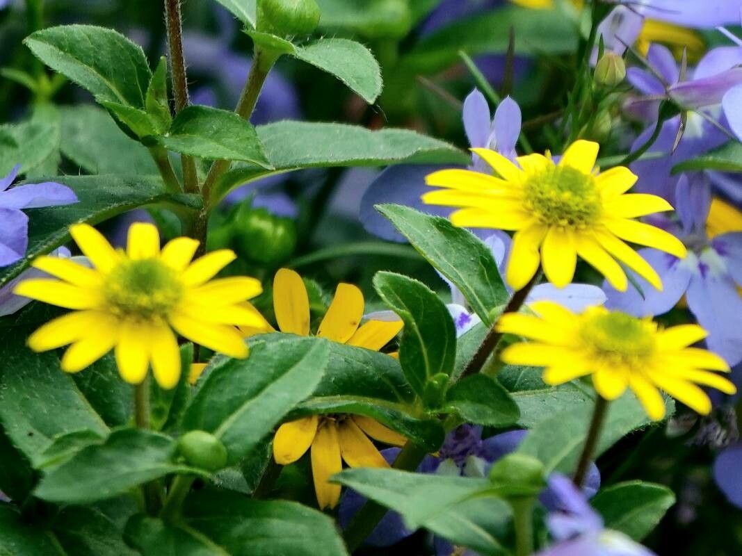 Sanvitalia procumbens leaf