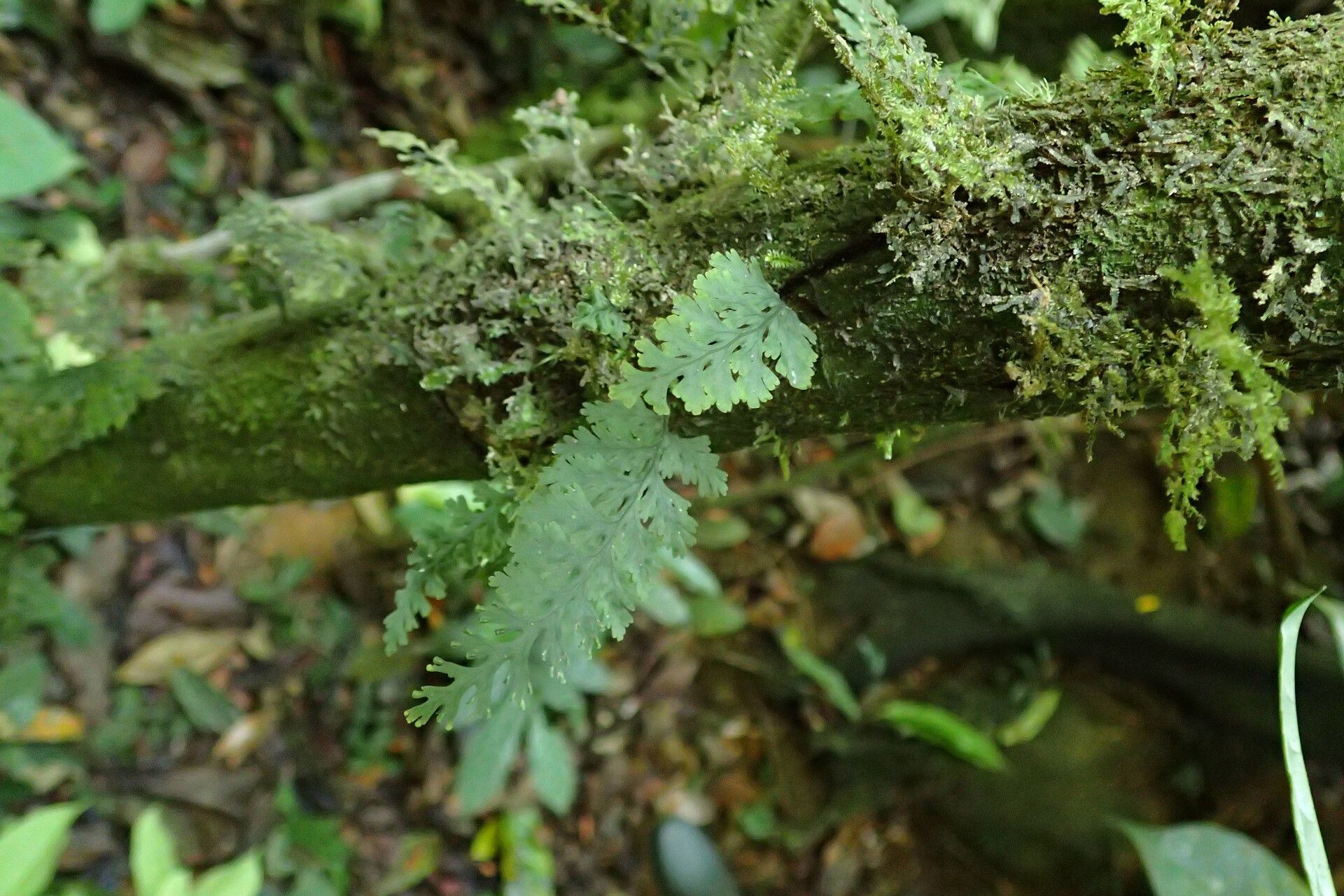 Trichomanes diaphanum habit