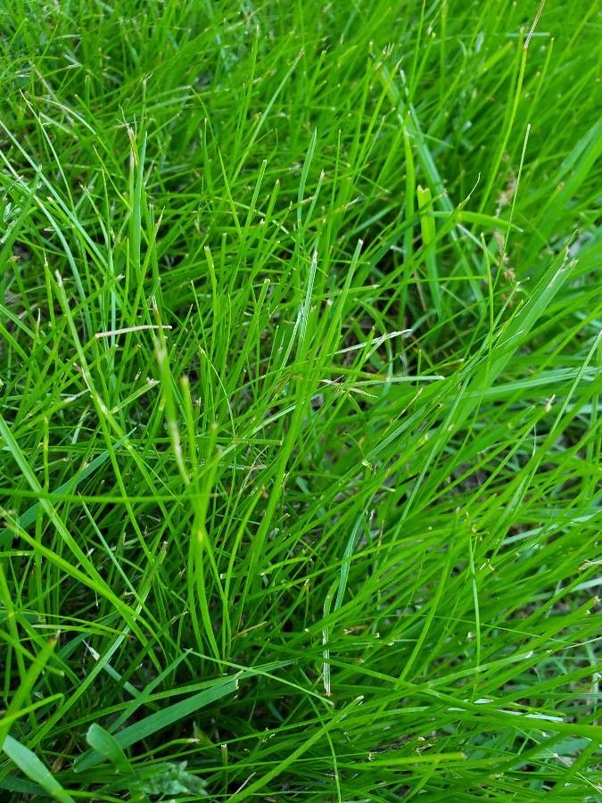 Carex radiata — search result for 'Cyperaceae'