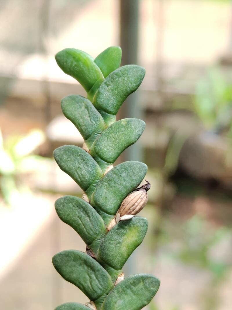 Angraecum aporoides fruit