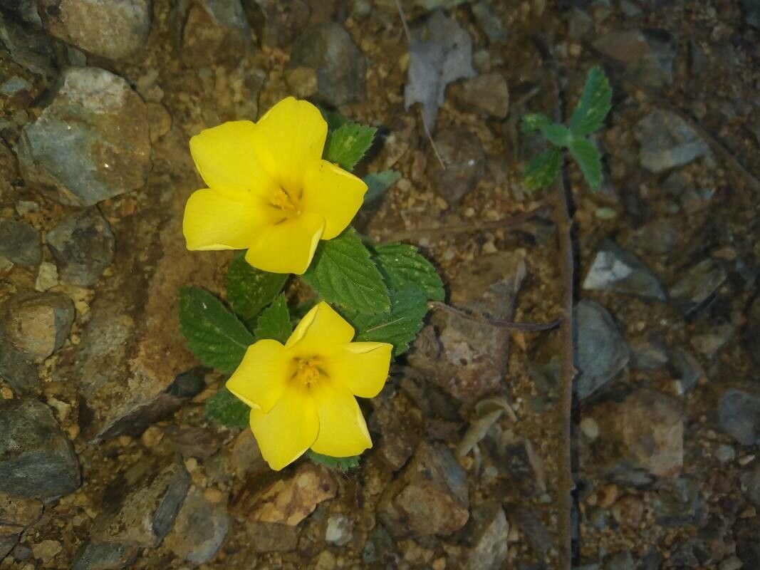 Turnera scabra flower