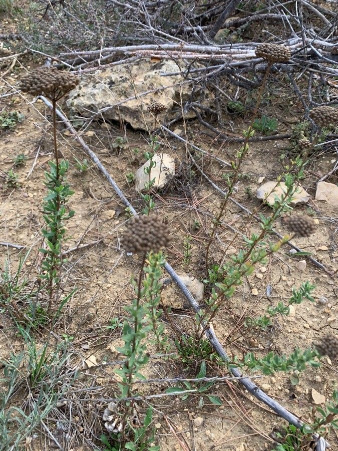 Achillea ageratum fruit