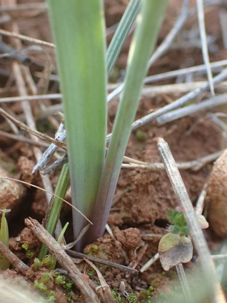 Gagea pratensis bark