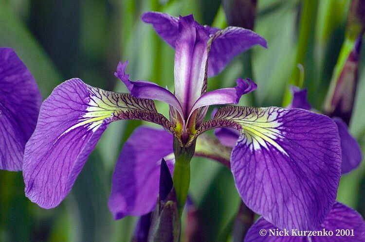 Iris setosa flower