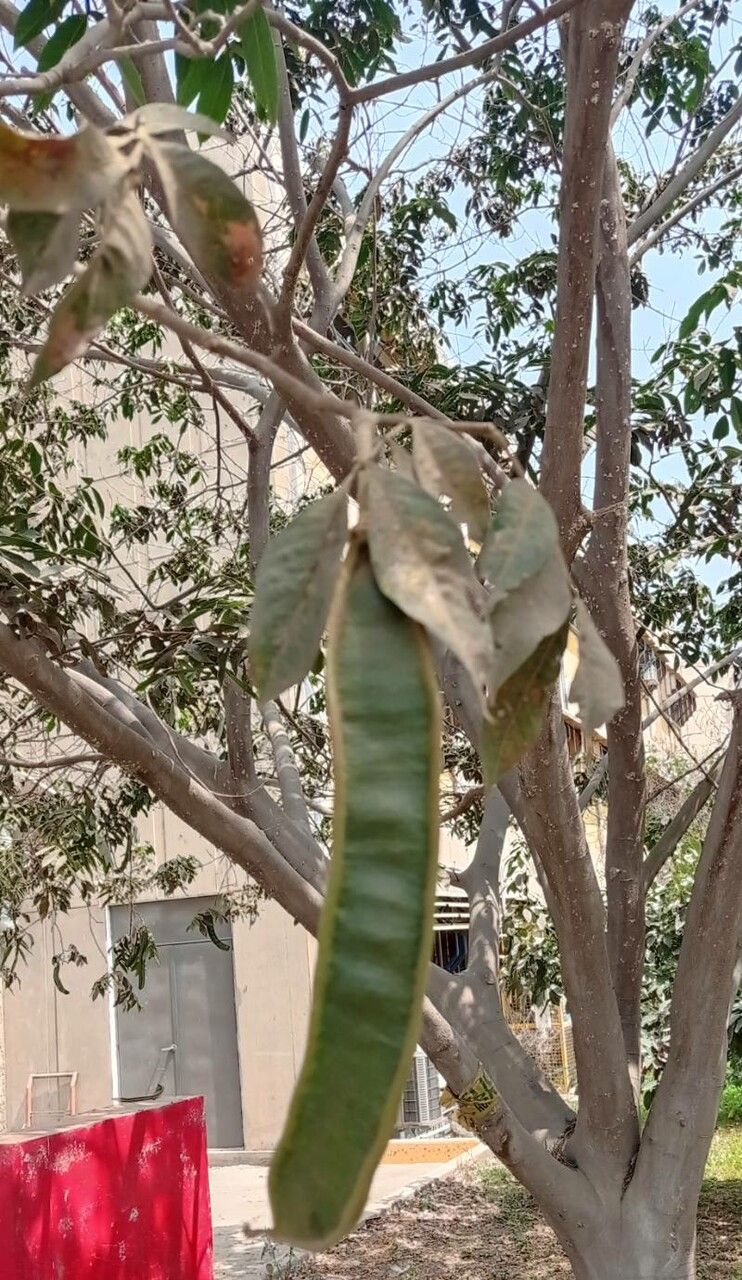 Inga feuilleei fruit