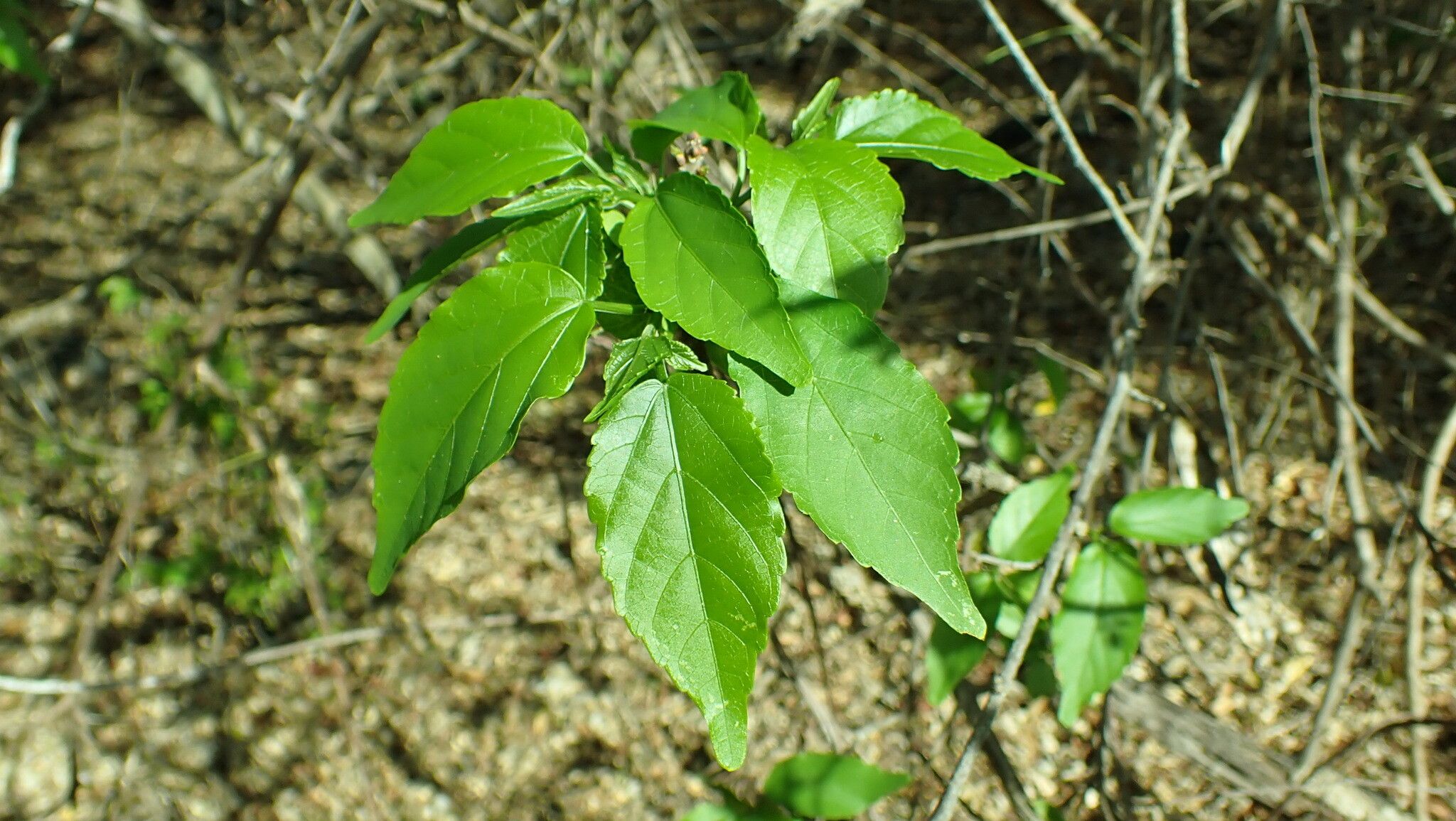 Acalypha mayottensis — houseplant care guide