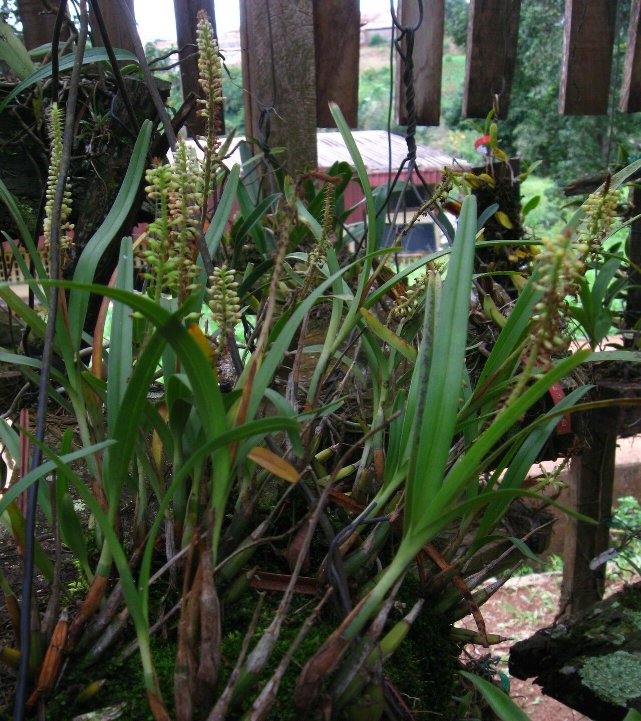 Polystachya stuhlmannii habit