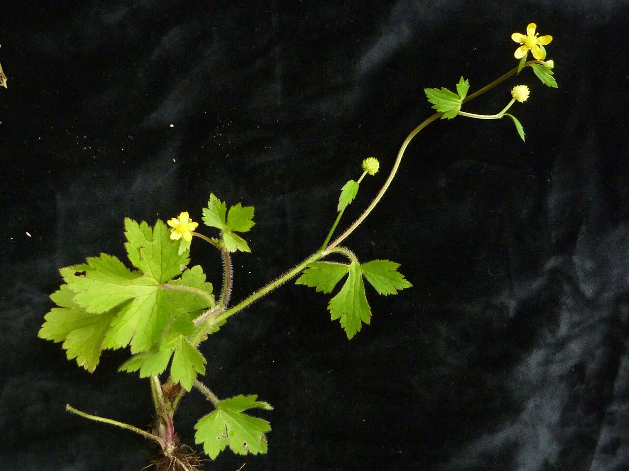 Ranunculus diffusus habit