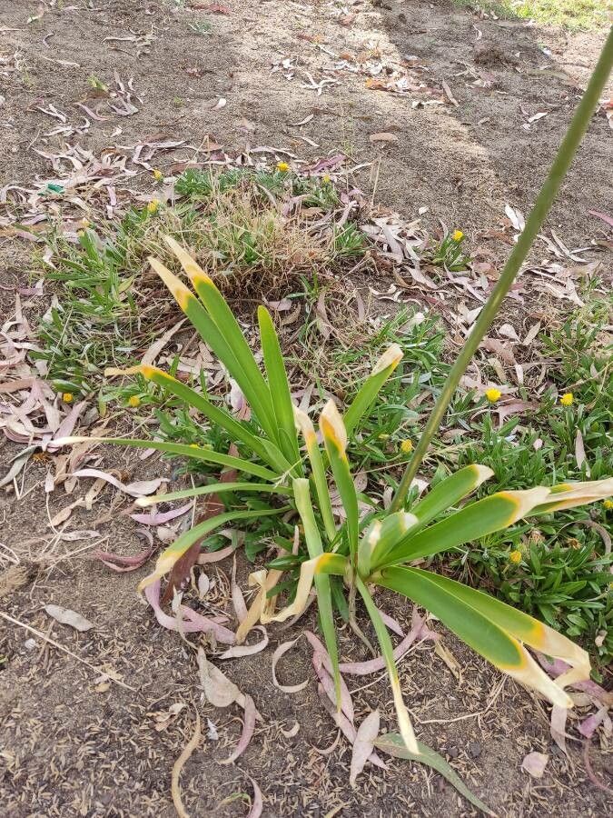 Agapanthus umbellatus — search result for 'Agapanthus'
