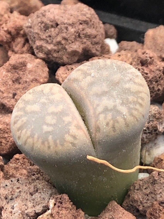 Lithops aucampiae — search result for 'Aizoaceae'