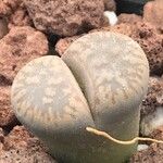 Lithops aucampiae