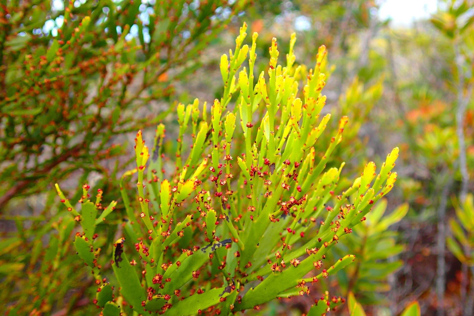 Exocarpos neocaledonicus — related species from the same genus