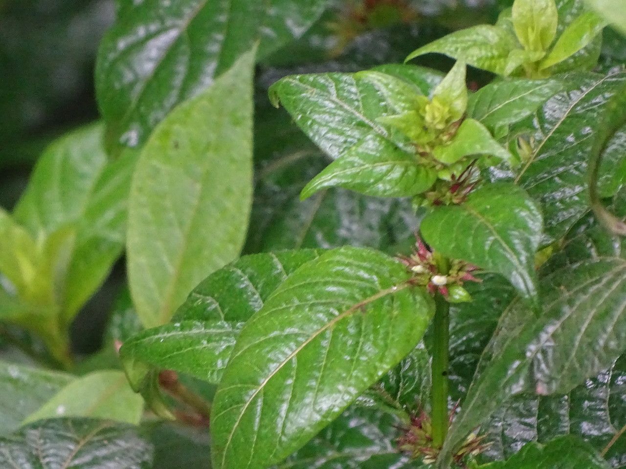 Hypoestes aristata leaf