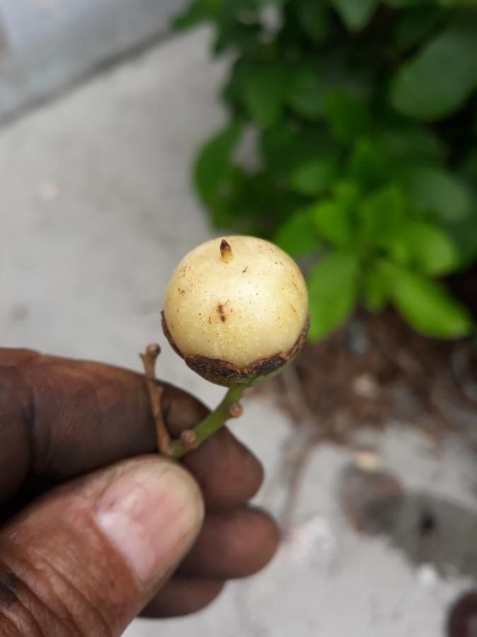 Cordia superba fruit