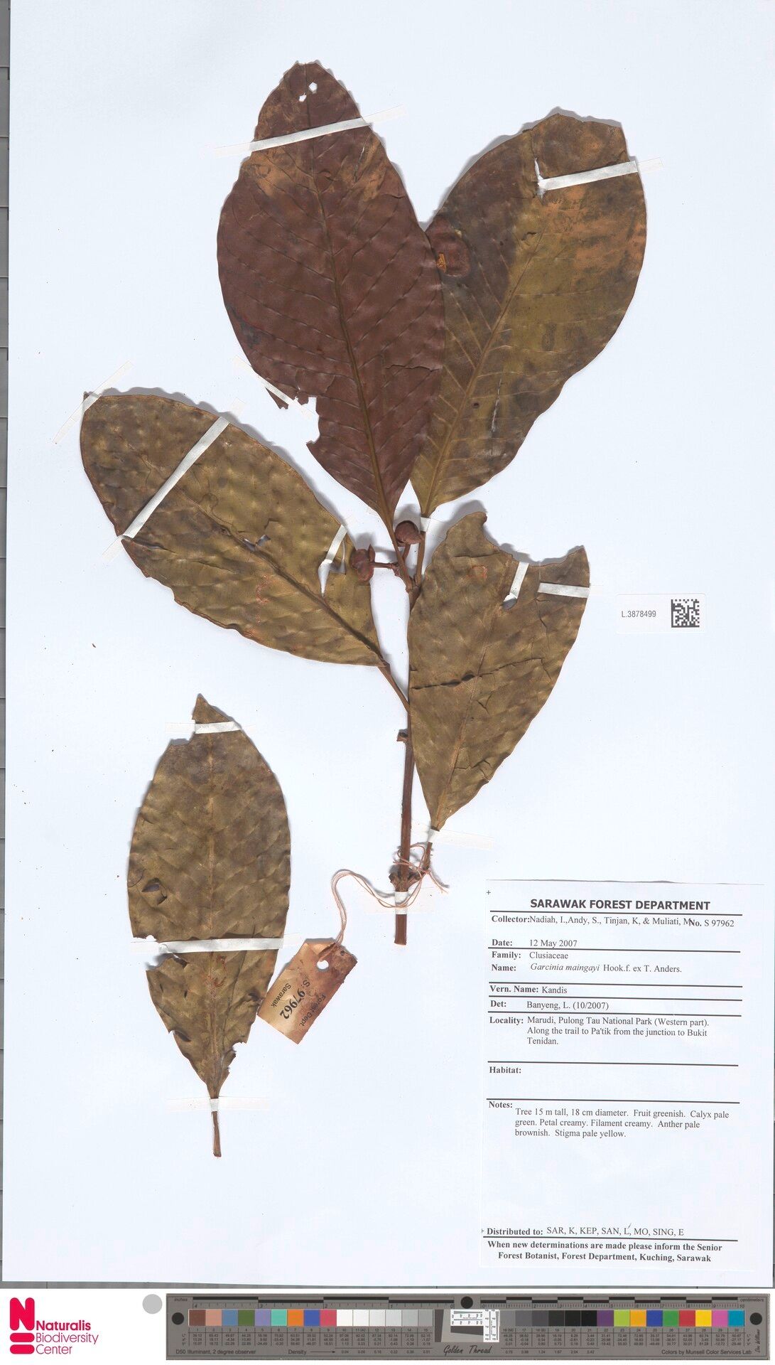 Garcinia maingayi — houseplant care guide