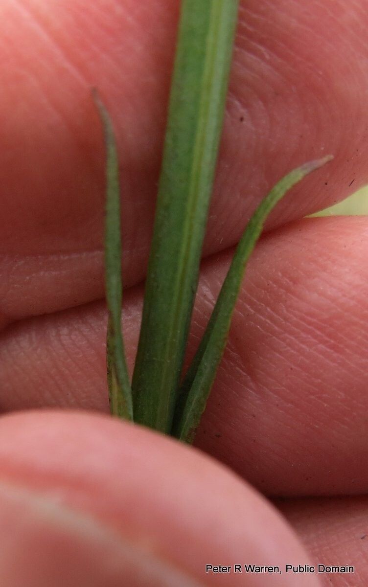 Hypericum lalandii bark