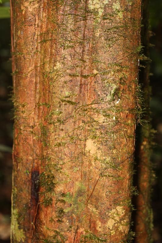 Micropholis egensis bark