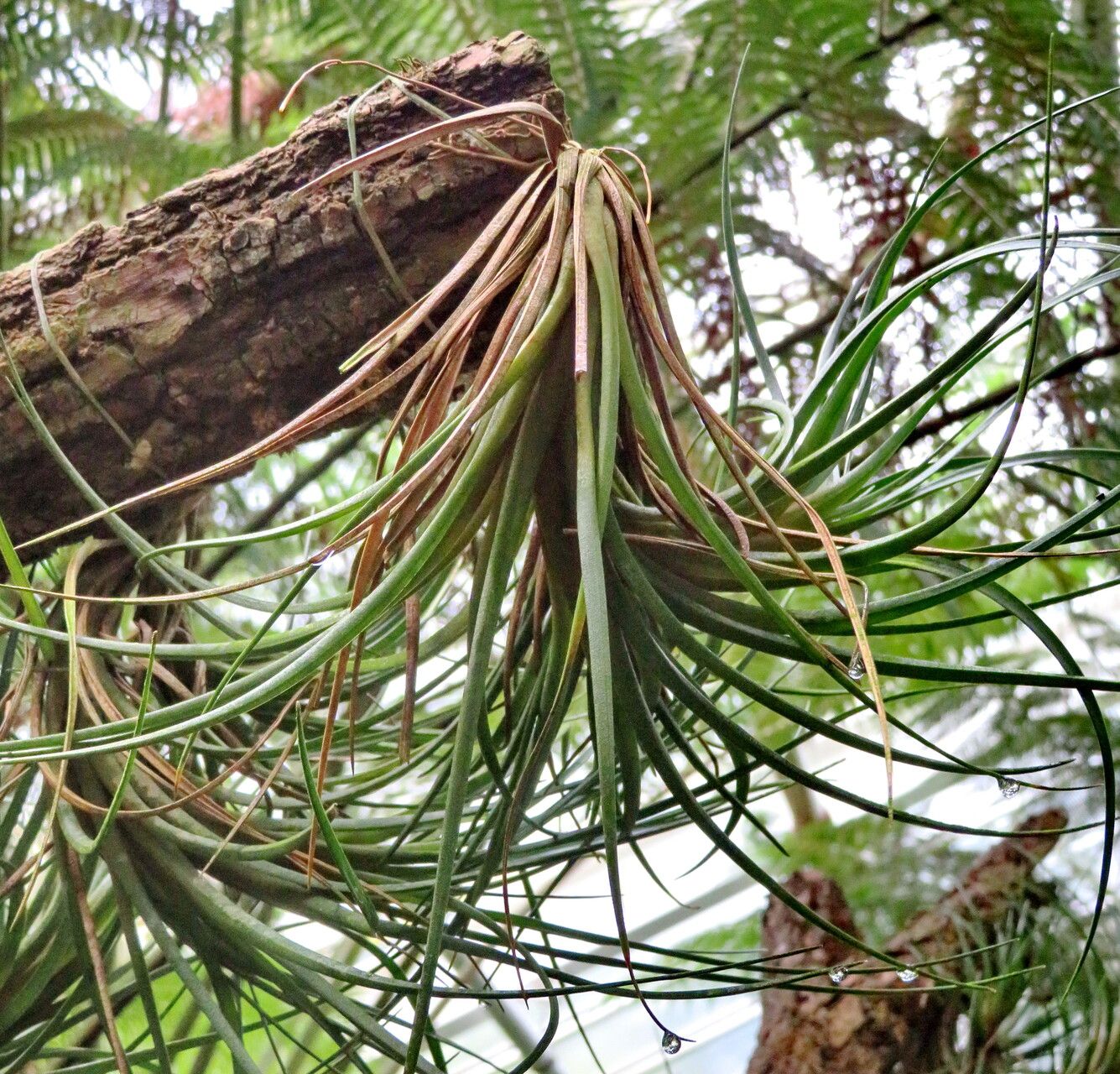 Tillandsia kirchhoffiana — houseplant care guide