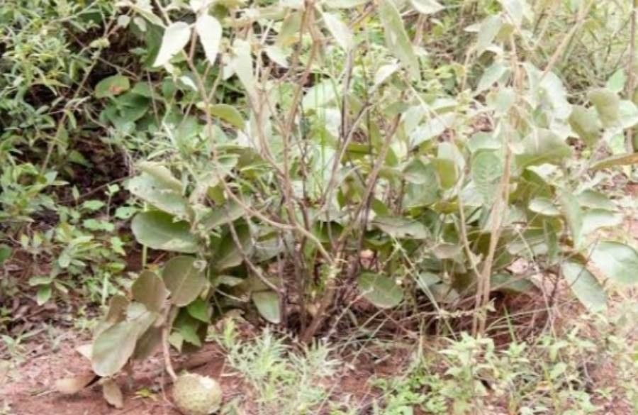 Annona dioica — search result for 'Annonaceae'