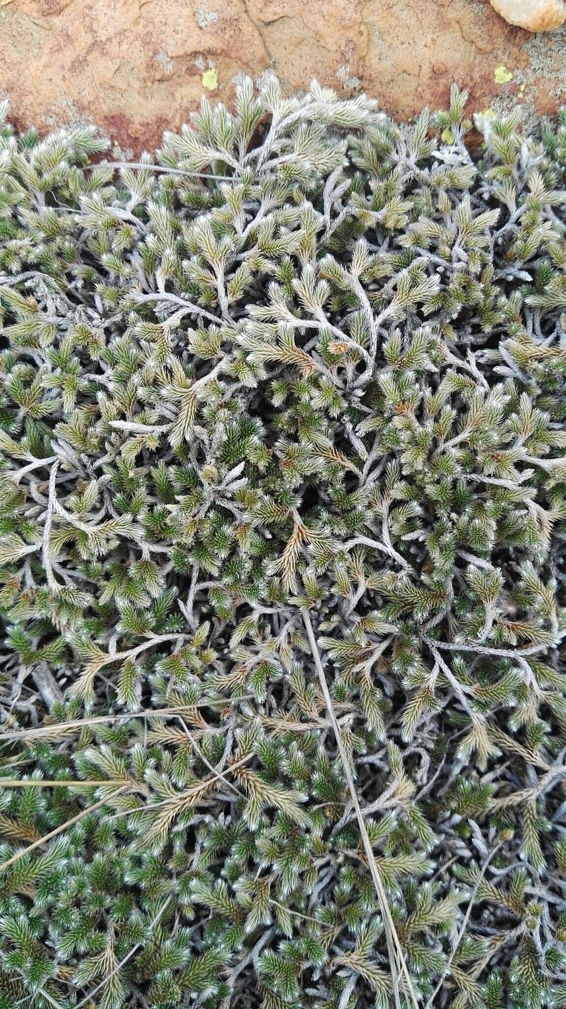 Selaginella dregei — houseplant care guide